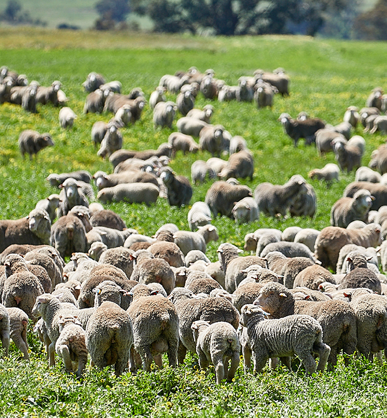 Sheep projections